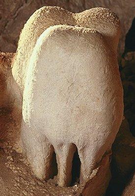 Bashful Elephant