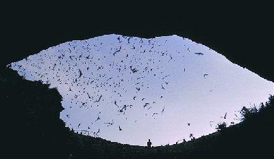 Flight of the Bats