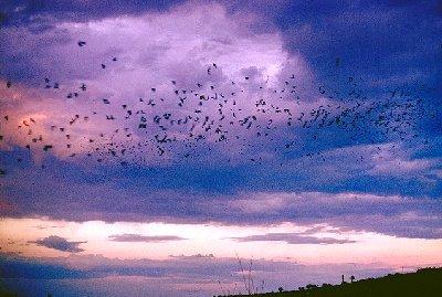 Flight of the Bats