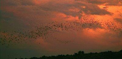 Migration of the Bats