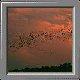 Migration of the Bats