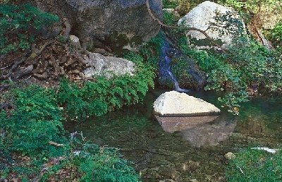 Smith Springs