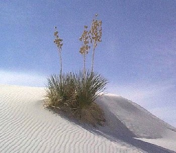 White Sands National Monument