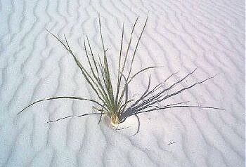 White Sands National Monument