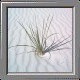 White Sands National Monument