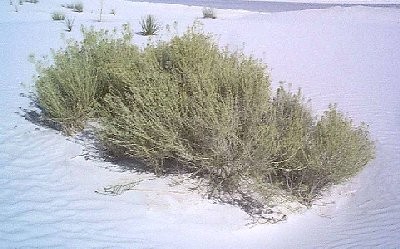 White Sands National Monument