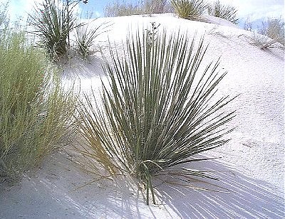 White Sands National Monument
