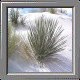 White Sands National Monument