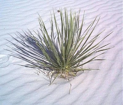 White Sands National Monument