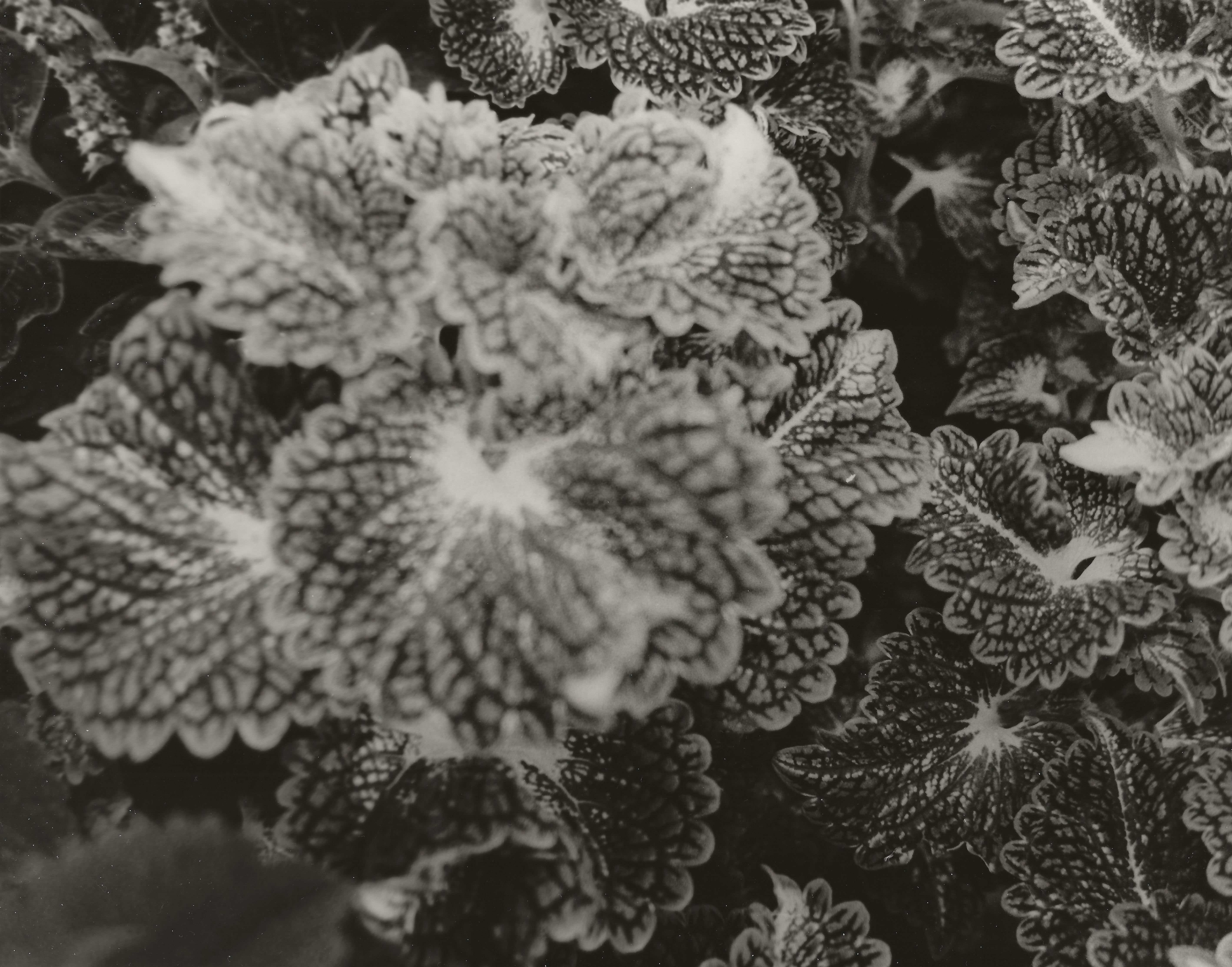 leaves pattern