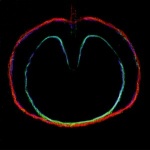 Wasp Star (Apple Venus Vol. 2)