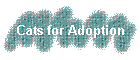 Cats for Adoption