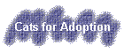 Cats for Adoption
