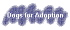 Dogs for Adoption