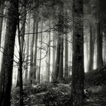 pohon