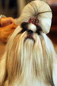 200px-shih_tzu_portrait_show_dog