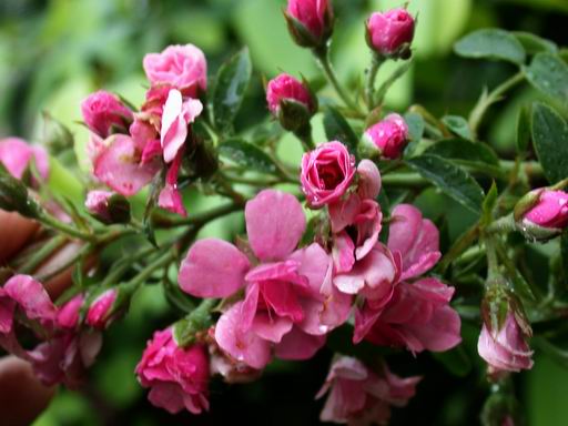 hybrid tea1