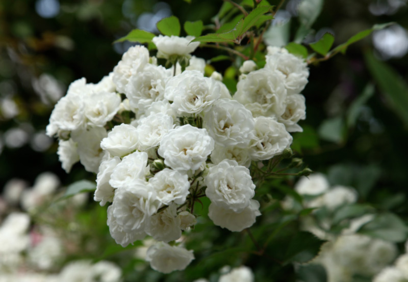 hybrid tea2