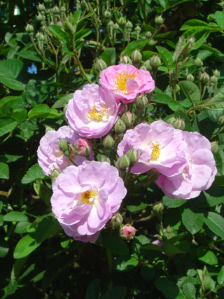 hybrid tea3