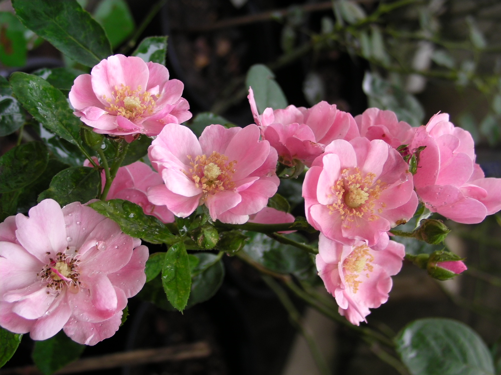 hybrid tea4