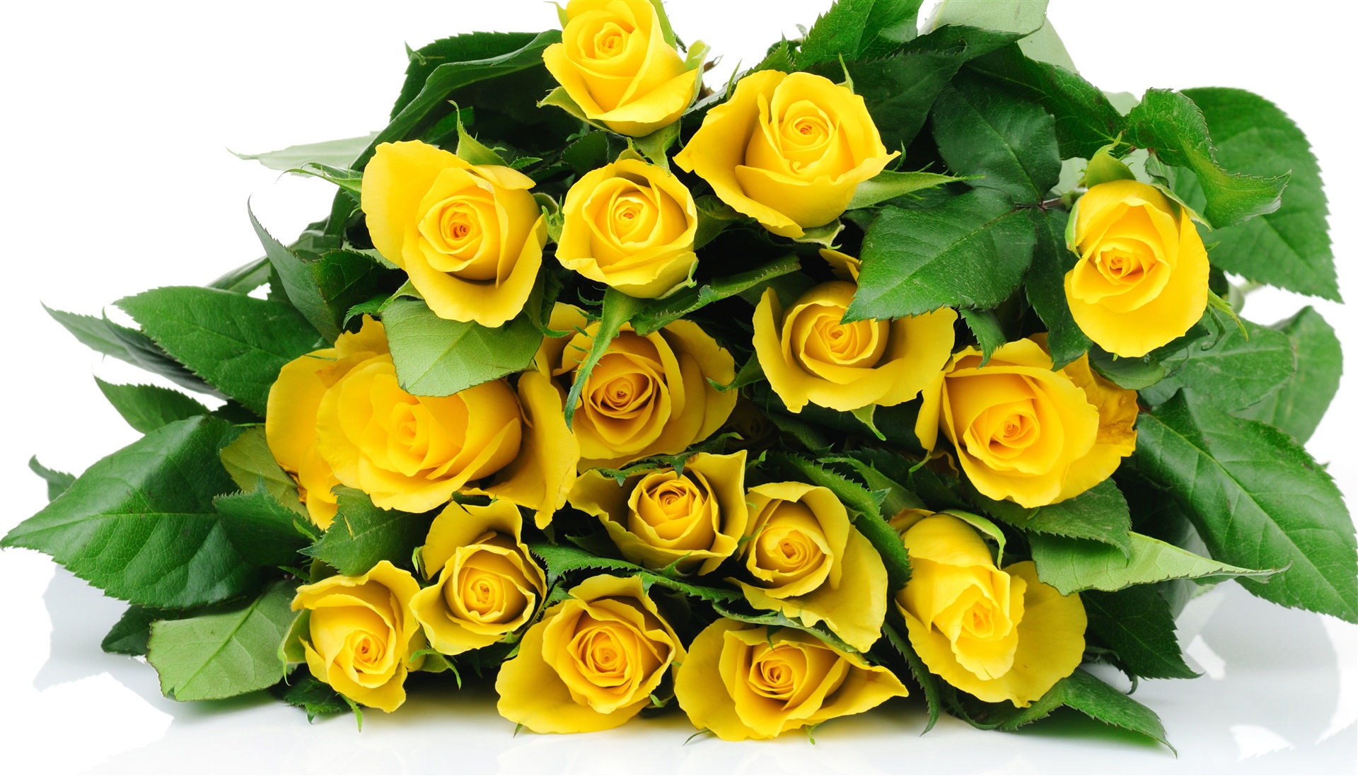 rose1