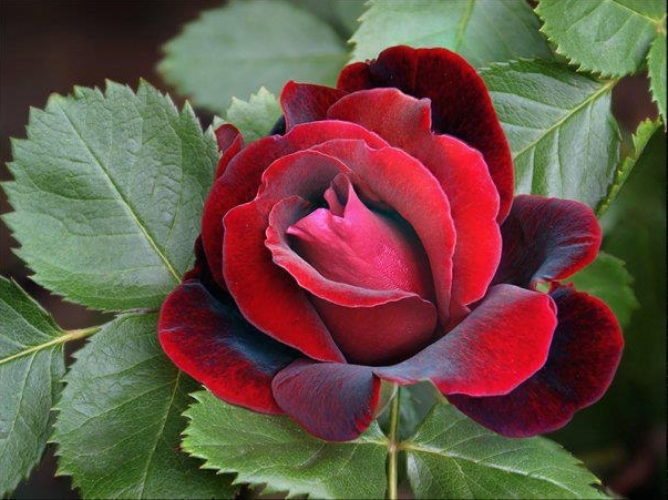 rose1