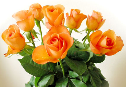 rose
