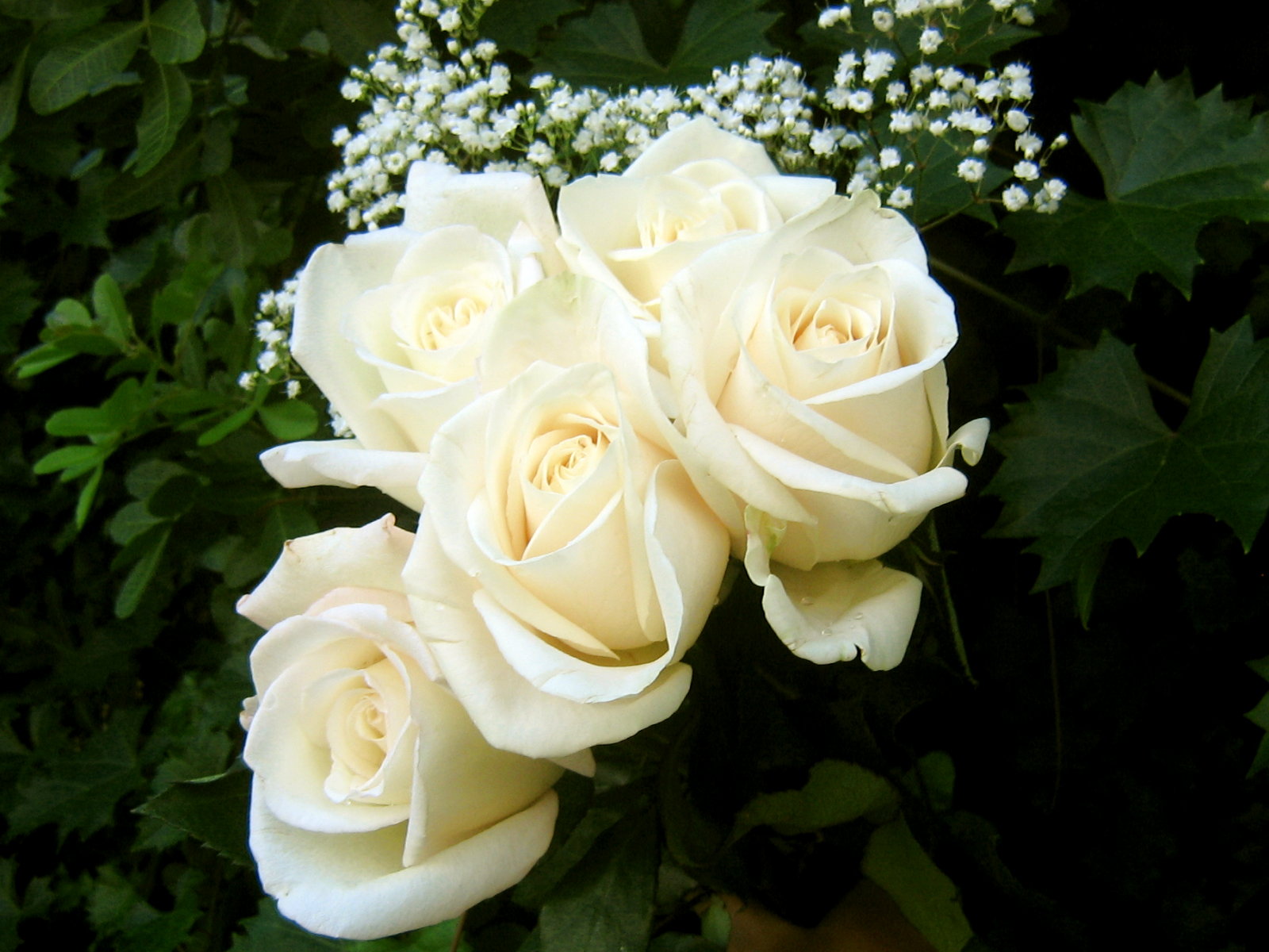 rose