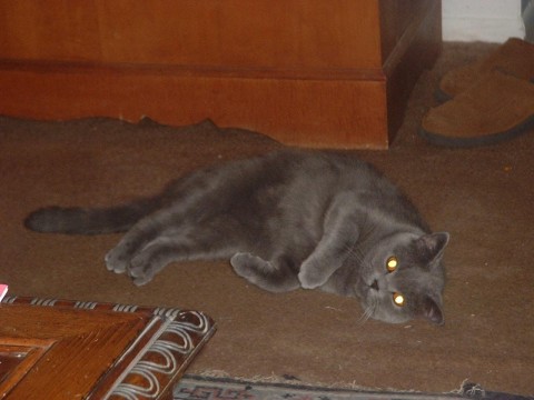 Lady Drusilla Covington Ashfurred Quat
