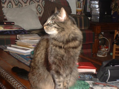 Jadzia Aphrodite Antiggerne