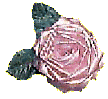 rose2.gif