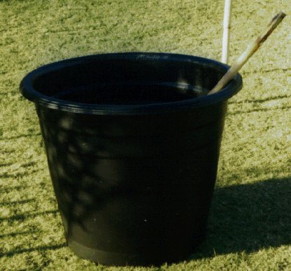 Pot.jpg - 37283 Bytes