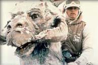 p_tauntaun.jpg (12240 bytes)