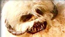 p_wampa.jpg (9640 bytes)