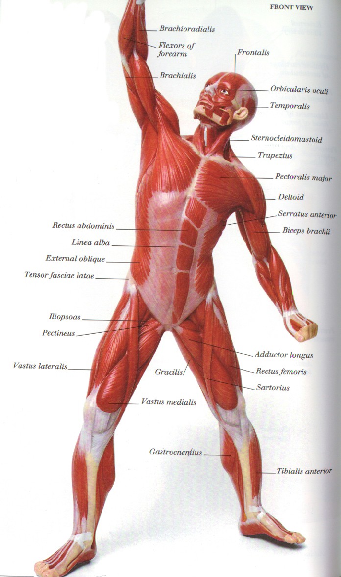 The Muscular System 37