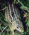 13-lined ground squirrel