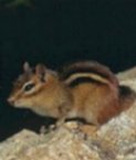 Easter Chipmonk
