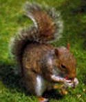Red Squirrel