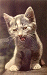 Mad Kitty