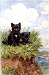 Day Dreaming Cats