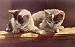 Plotting Cats