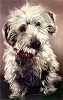 Dog With Collar