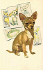 Mexican Chihuahua