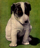 Sad Puppy