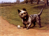Dog has Ball