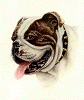 Bulldog
