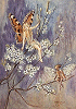Fairy