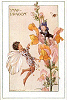 Fairy