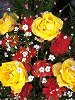 Red and Yellow Roses