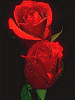 2 Red Roses